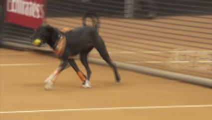 "Ball Dogs" are one of the highlights of the Brazil Tennis Open 2018