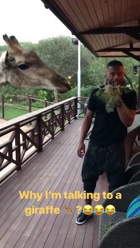 Patrice Evra feeds giraffe