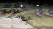 Köpeği ezip kaçan zanlı yakalandı