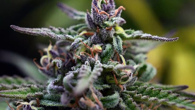 How To Buy Marijuana Seeds from Pacific Seed Bank