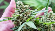 Everything You Need to Know About Feminized Marijuana Seeds