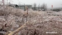 Incredible sight of plants and trees glazed in coat of ice