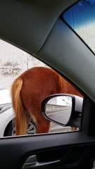 Friendly Horses Block Road