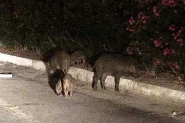 Domuzların Saldırısına Uğradı