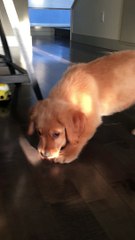 Puppy Confused by Baby Carrot