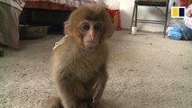 Endangered baby monkey rescued