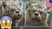 World's ugliest tiger: why white tigers should not be bred