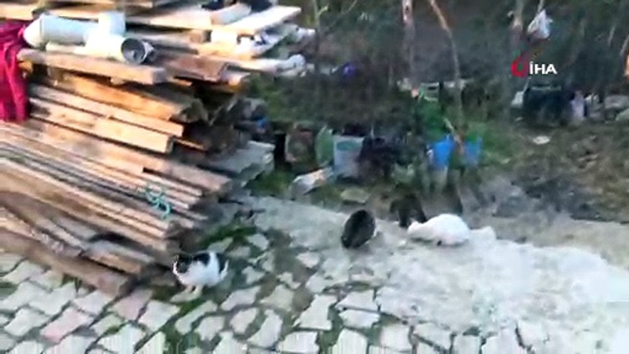 İki kedinin annelerine masaj yaparken ki şirin halleri sosyal medyada ilgi odağı oldu