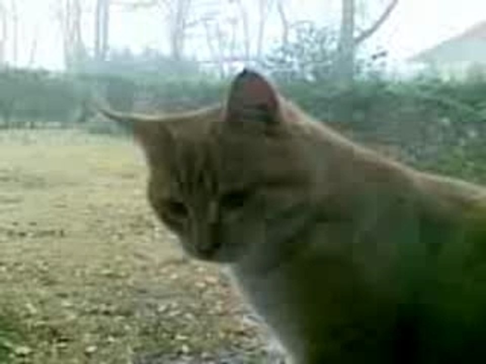 Nestor le chat