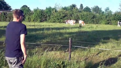 Cattle rush over after man calls them with loud burps