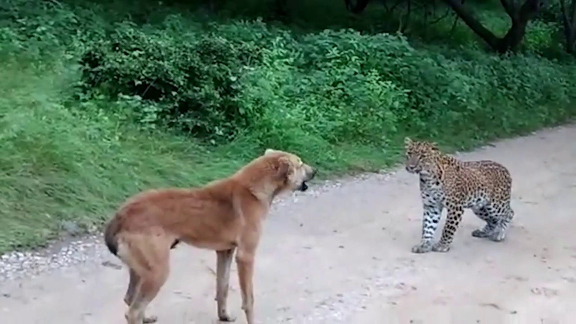 Pet dog in Saputara scares away leopard looking to prey on him