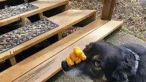 Incredibly patient dog balances a pyramid of tater tots on nose