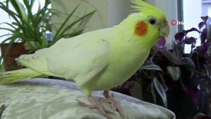 Çay Tiryakisi Papağan ‘Limon’