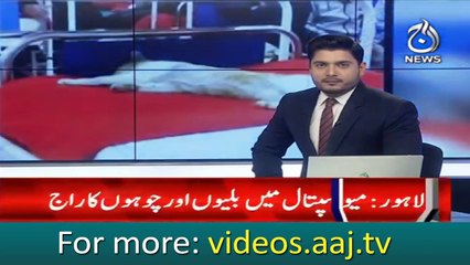 Cats and Rats found in surgical ward of Meo hospital Lahore