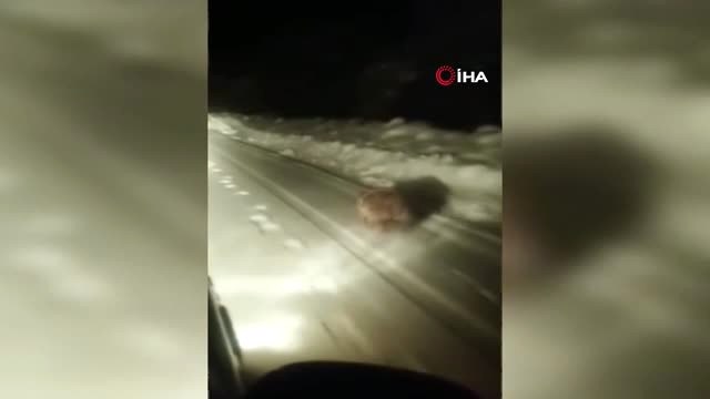 Kış Uykusuna Yatmayan Ayılar Böyle Görüntülendi