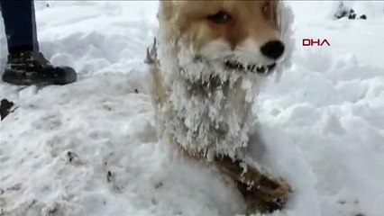 Van'ın Çaldıran ilçesinde soğuktan donmuş bir tilki bulundu