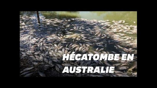 Un million de poissons d'eau douce retrouvés morts en Australie