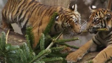 Sans frontières - Les sapins après Noël : les animaux des zoos de Berlin en profitent !