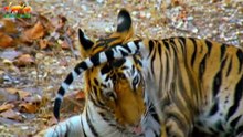 Tiger Wars  (Documentary  on Amazing Animals)