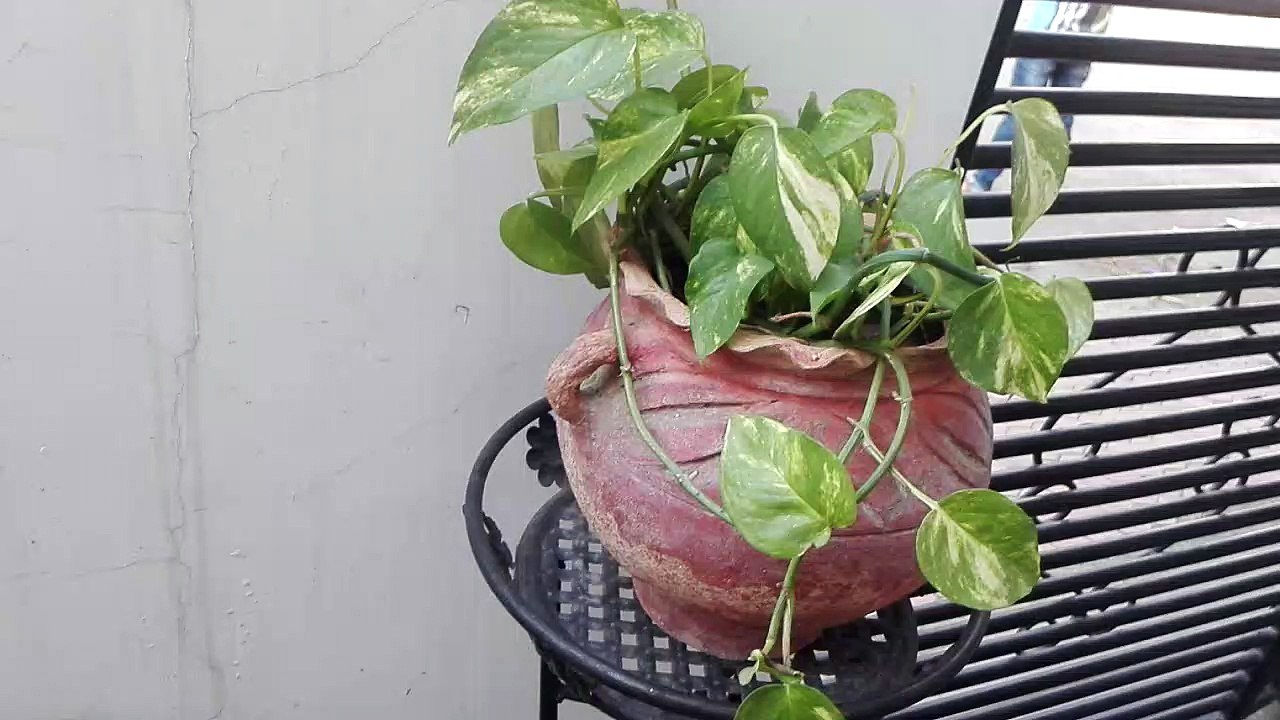 Blooming flowers and fuits in the family garden!