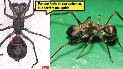 INCROYABLE ! Une araignée qui allaite ses bébés !