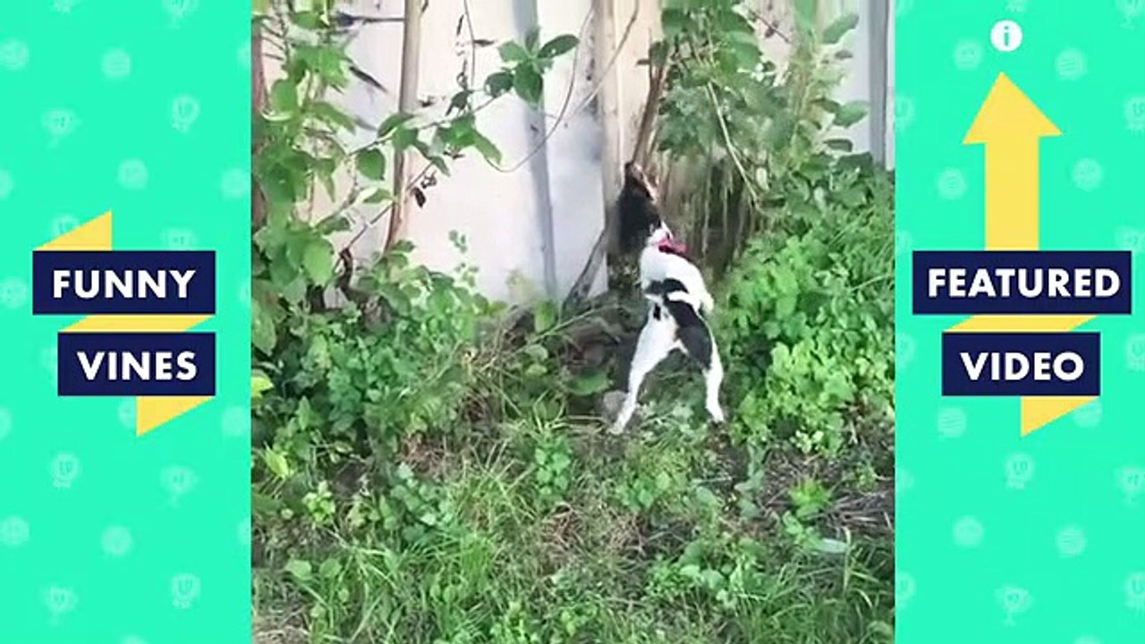 TRY NOT TO LAUGH Funny ANIMAL Videos January 2019