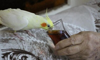 Çay tiryakisi papağan ‘Limon’