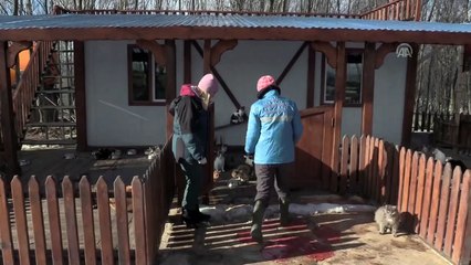 Sokak kedilerine minderli ve klimalı yuva - SAMSUN