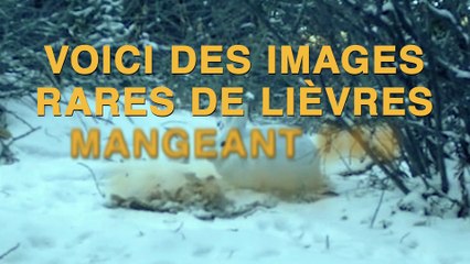 Les lièvres seraient-ils charognards ?