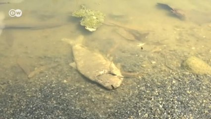 Yüz binlerce balık kıyıya vurdu