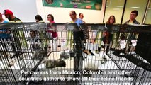 Costa Rica holds international cat expo