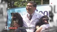 Les Chiens Clonés En Corée Du Sud