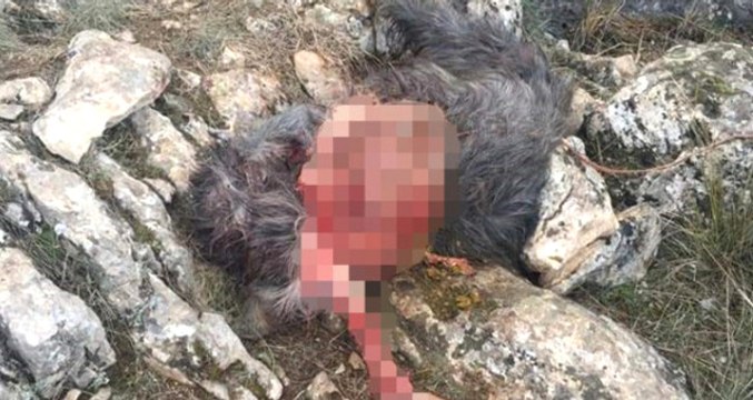 Başıboş Köpeklerin Keçilere Saldırdığı İddiasına Isparta Hayvan Koruma Derneği'nden Yalanlama Geldi