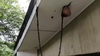Karınca ordusu vücutları ile köprü yaparak arı kovanına saldırıyor.