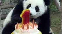 باندا يحتفل بعيد ميلاده الأول في حديقة حيوانات ماليزية