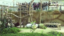 Panda celebra primeiro aniversário em zoo na Malásia