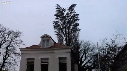 Arbre Secret Stupéfiant