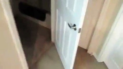 Voici le chat le plus malin de la planète