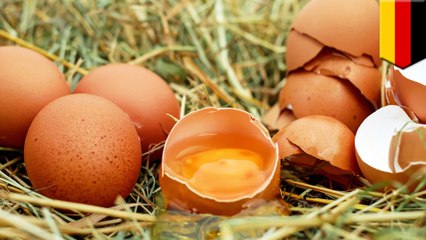 독일 과학자들, 세계 최초로 부화하기 전 병아리 성별할 수 있는 기술 개발