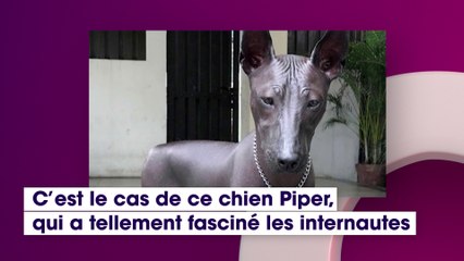 Réel ou statue ? La photo de ce chien rend les internautes fous, et vous que voyez-vous ?