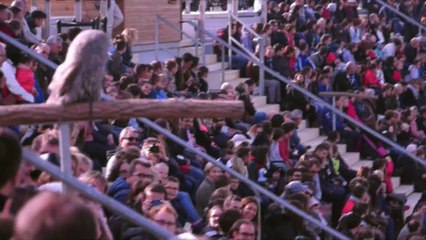 Les maîtres des airs