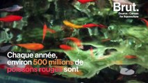 Les conditions de vie inadaptées des poissons rouges