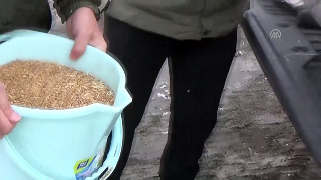 Yaban hayvanları için doğaya yem bırakıldı - MUŞ