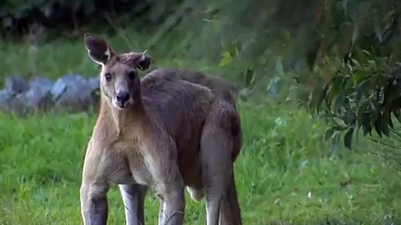 Ce kangourou en fait peur plus d'un
