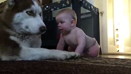 Ce Husky et ce bébé nous on fait fondre