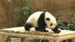 Bébé panda fête son premier anniversaire