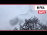 Amazing video shows huge flock of birds taking the shape of a rabbit | SWNS TV