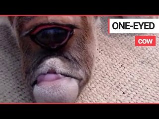 A Cow with One Eye is "Being Worshipped as a God" | SWNS TV