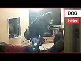 Dog company owner abuses a clients dog when she refuses to sit still | SWNS TV
