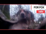 Hunters drag fox out of hole to be hunted by hounds | SWNS TV